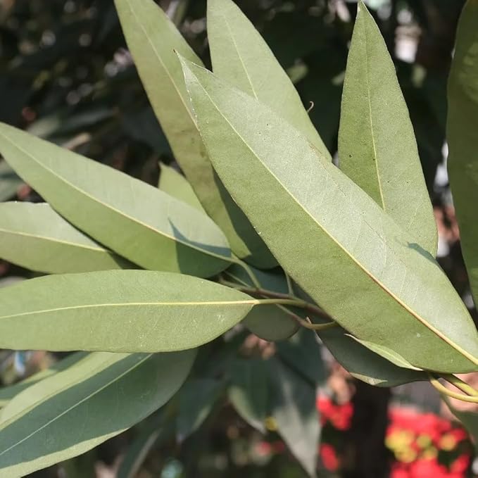 Lemon Eucalyptus (Corymbia citriodora) Live Plant - Fragrant Indoor/Outdoor Plant with Natural Insect Repellent Citronella Oil (2 eucal-Lemon sacs)