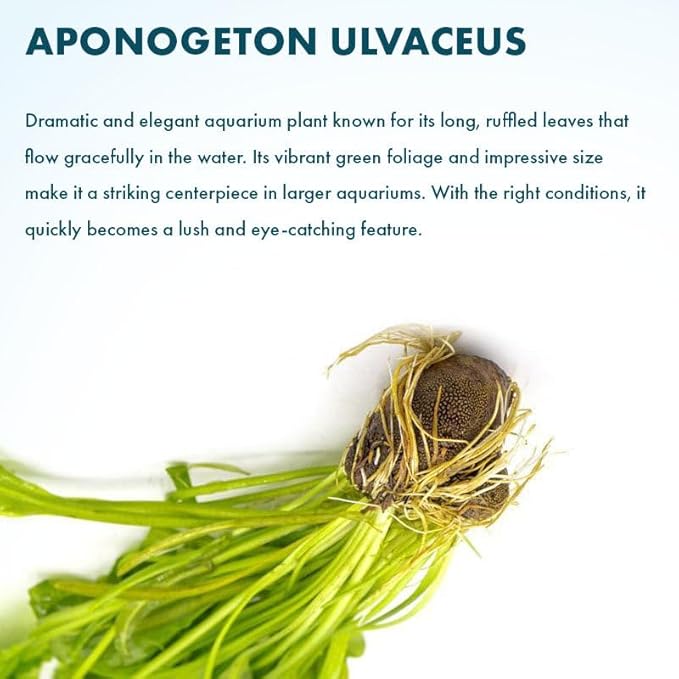 SubstrateSource Live Plants – Aponogeton Ulvaceus (Aponogeton ulvaceus) – Medium to High Light, Bright Green Color Accent, Midground to Background Placement, Wavy Leaf – Bulb/Bunch, 1 Pack