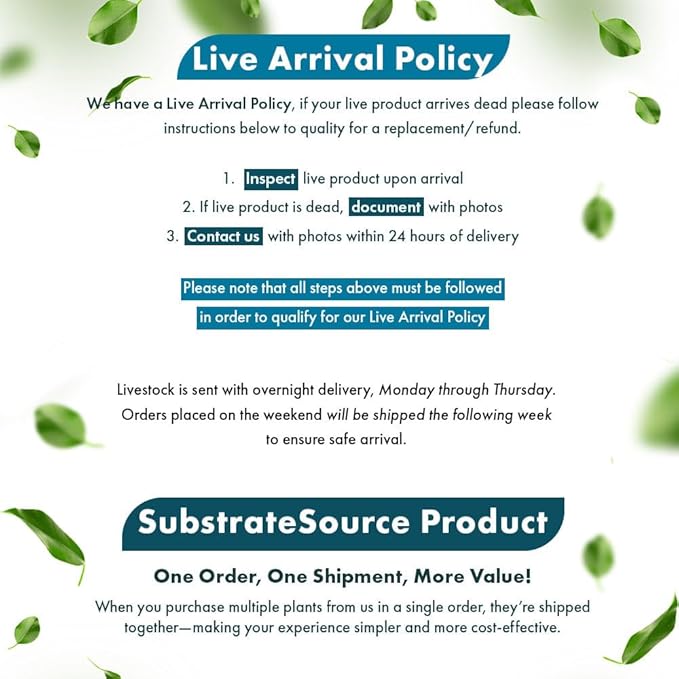 SubstrateSource Live Plants - Bucephalandra Kedagang Round Mini (Bucephalandra sp. 'Kedagang Round Mini') - Low to Medium Light, Dark Green Rounded Leaves, Foreground to Midground - Pot - 1 Pack