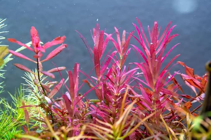 SubstrateSource Live Aquarium Stem Plants - Freshwater Aquatic Plant for Fish Tanks, Aquascaping - (Rotala Narrow Leaf Sp. Red, 1 Bunch)