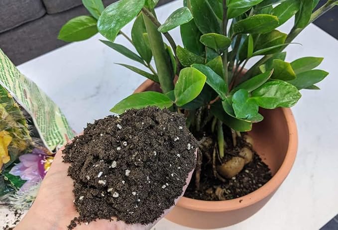 Gardenera Premium ZZ Plant Essential Potting Blend - All-Natural Blend for Thriving Zamioculcas Plants - Boosts Root Health and Distinctive Beauty - 2 QUARTS