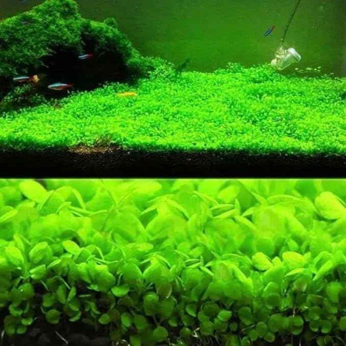 3 Pack Freshwater Aquarium Decor, Easy Growing Dwarf Carpet for Fish Tank/Terrarium, Natural Aquatic Plant Growth Material (Small Leaf)