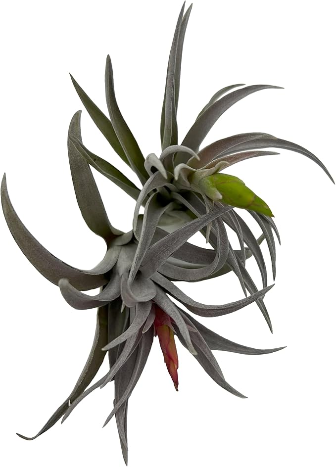ragnaroc Air Plants - Venner Gift Box Large 4" - 7ct - Live Arrival Guaranteed - House Plants for Home Decor & Gift