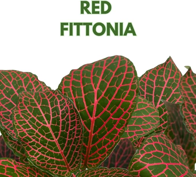 BubbleBlooms Red Fittonia Albivenis Nerve Plant in a 4 inch Pot Silver Net Leaf, Mosaic Jewel Creeping Indoor Plant verschaffeltii