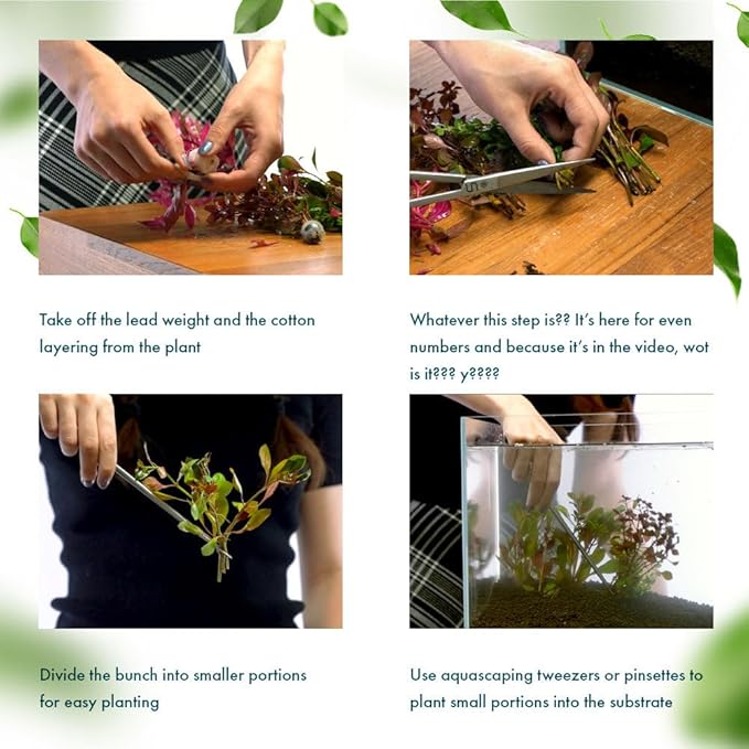 SubstrateSource Live Plant - Nomaphila Stricta - Easy Care, Moderate to High Light, Green Accent, Freshwater Aquatic Plant for Aquascaping - Lead Bunch