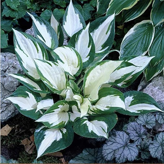 Fire and Ice Hosta - Shade Plant 24" Tall