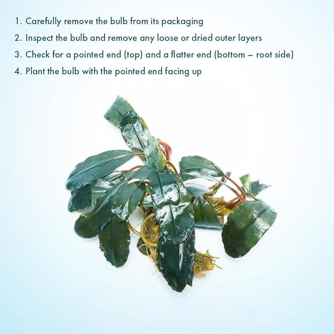 SubstrateSource Live Plants - Starglitz Buce (Bucephalandra sp.) - Low to Medium Light, Dark Green Iridescent Accent Aquatic Rhizome Plant, Foreground to Midground Placement - Loose Plant, 1 Pack