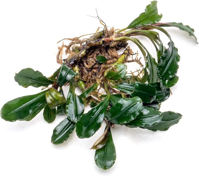 SubstrateSource Bucephalandra Arrogant Blue Live Aquarium Plant - Natural Freshwater Fish Tank Decorations and Aquatic Decor (Plant (6-10 Leaves))