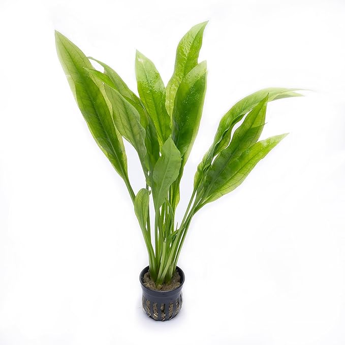 SubstrateSource Amazon Sword Echinodorus Bleheri Live Plant for Freshwater Aquariums, Natural Fish Tank Decorations, and Aquatic Decor (1 Pot (2-3 Plants))