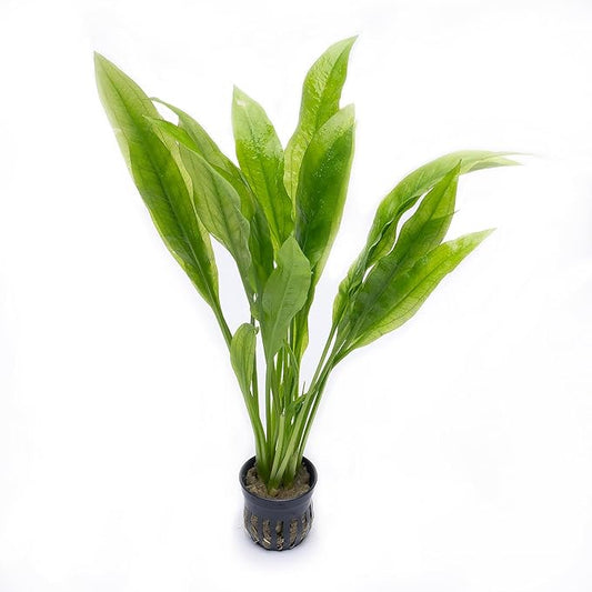 SubstrateSource Amazon Sword Echinodorus Bleheri Live Plant for Freshwater Aquariums, Natural Fish Tank Decorations, and Aquatic Decor (1 Pot (2-3 Plants))