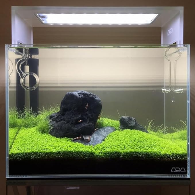 3 Pack Freshwater Aquarium Decor, Easy Growing Dwarf Carpet for Fish Tank/Terrarium, Natural Aquatic Plant Growth Material (Small Leaf)