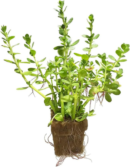 1. Bacopa Monnieri Easy Freshwater Live Aquarium Plant with Roots (7+ Stems)