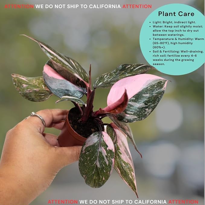 CoollectivePlants Philodendron Pink Princess Marble – Rare Philodendron Plant Live in 2″ Grower's Pot, Live Indoor House Plants, Low Maintenance Indoor House Plants Live