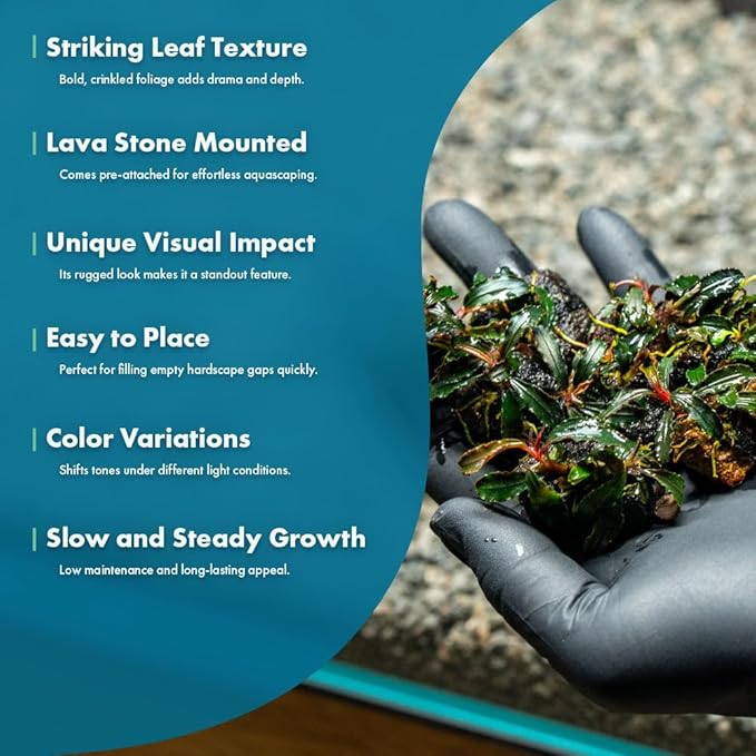 SubstrateSource Live Plants - Bucephalandra Godzilla on Lava Stone (Bucephalandra sp.) - Low to Medium Light, Dark Green with Blue Iridescence, Foreground to Midground - Planted Decor, 3 Pack