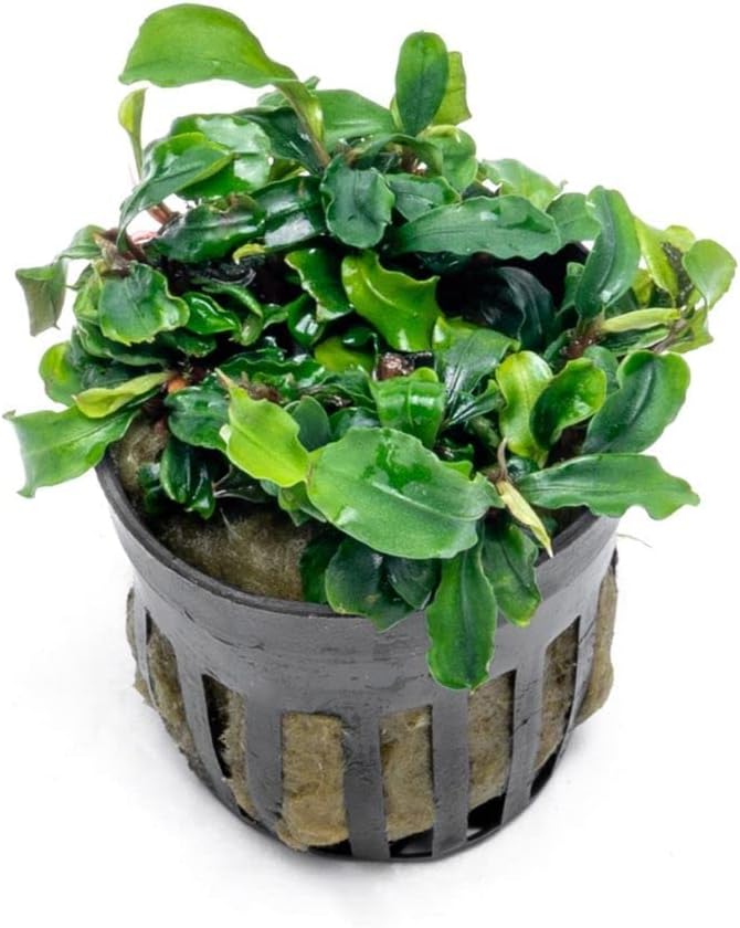 SubstrateSource Bucephalandra Green Wavy Potted Live Aquarium Plant - Natural Freshwater Fish Tank Decorations, Aquatic Décor