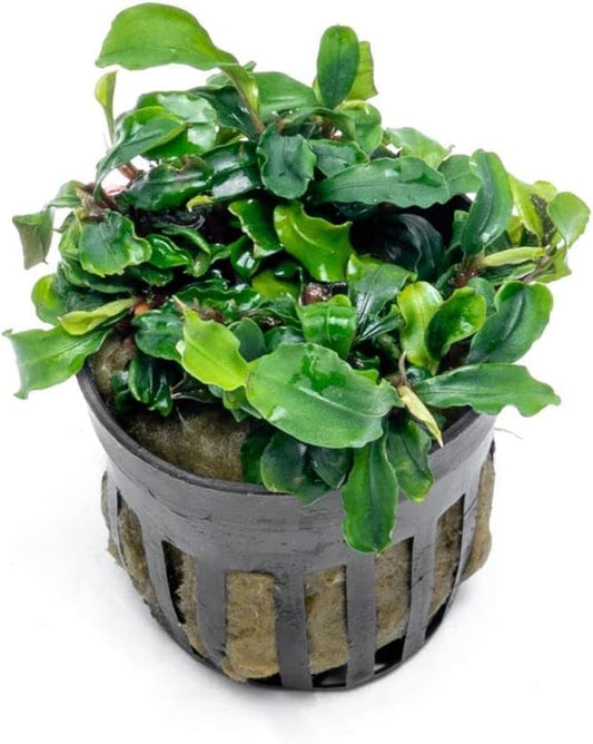 SubstrateSource Bucephalandra Green Wavy Potted Live Aquarium Plant - Natural Freshwater Fish Tank Decorations, Aquatic Décor