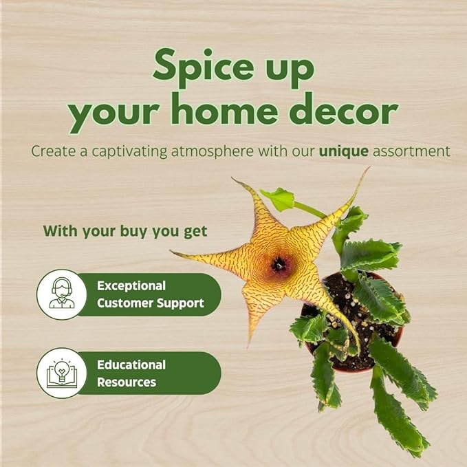 BubbleBlooms Stapelia gigantea, Giant Starfish Flower, Rare Huernia, Zulu Carrion Giant Plant, 4 inch Pot