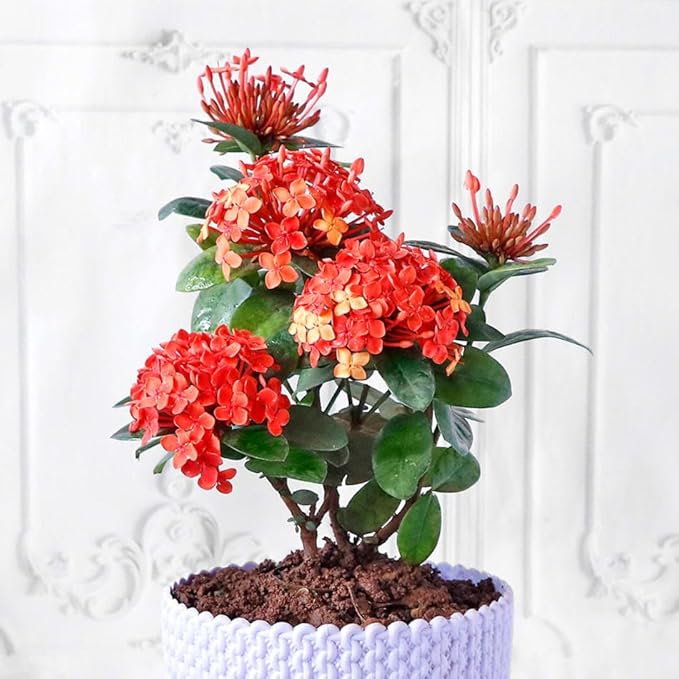 Gardenera Ixora Potting Mix - Promote Strong Roots and Abundant Flowers with Our Premium Blend - 4 Quart