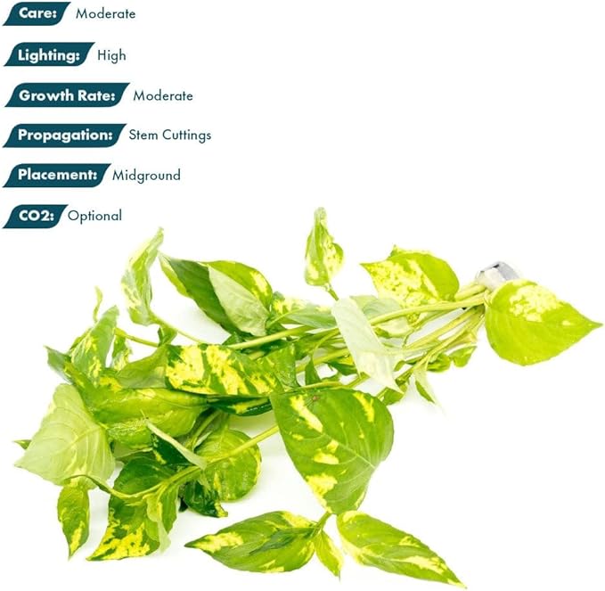 SubstrateSource Live Plants – Variegated Hygrophila (Nomaphila variegatus) – Medium Light, Green and White Accent Freshwater Aquatic Stem Plant, Midground to Background Placement – Pot, 1 Pack