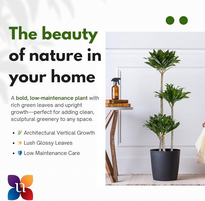 United Nursery Dracaena Janet Craig Compacta – Tall Indoor Plant in 10” Grower Pot – 38–42 Inches Tall – Low-Light, Air-Purifying Tropical Houseplant – Easy-Care Green Foliage for Home or Office