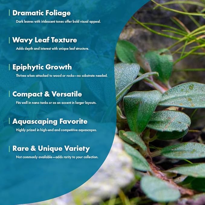 SubstrateSource Live Plants – Hades (Bucephalandra sp.) – Low to Medium Light, Dark Green with Blue Iridescence Color Aquatic Plant, Foreground to Midground, Rhizome Growth - Loose, 1 Pack