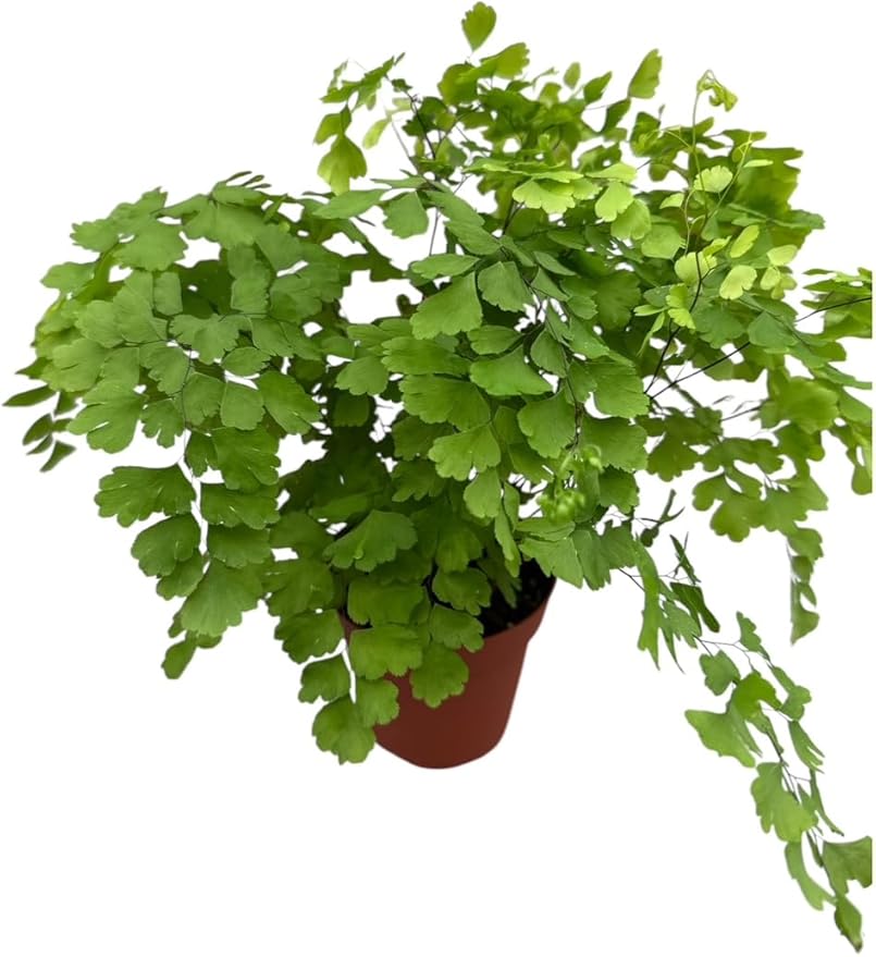 La Costa Plants Mixed Fern Plants, Set of 3, 4 Inch Pots, Live Indoor Outdoor Plants for Home and Office Decor