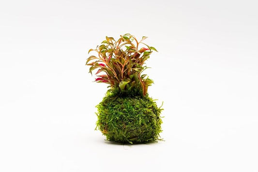 SubstrateSource Live Plants on Driftwood, Lava Rock, Moss, Fiber Mat - Wabi Kusa - Easy, Beginner Friendly (Alternanthera Bettzickiana Red on Clay Moss Ball)