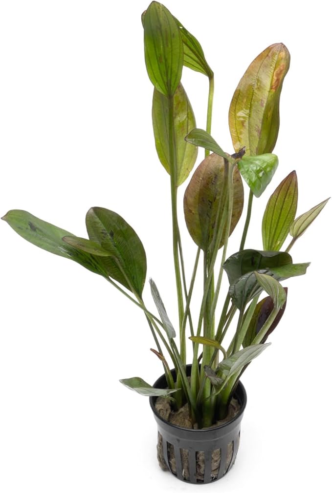 SubstrateSource Echinodorus Ozelot Green Sword Live Plant for Freshwater Aquariums, Natural Fish Tank Decorations, and Aquatic Decor (1 Pot (2-3 Plants))