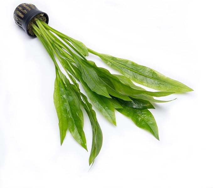 SubstrateSource Amazon Sword Echinodorus Bleheri Live Plant for Freshwater Aquariums, Natural Fish Tank Decorations, and Aquatic Decor (1 Pot (2-3 Plants))