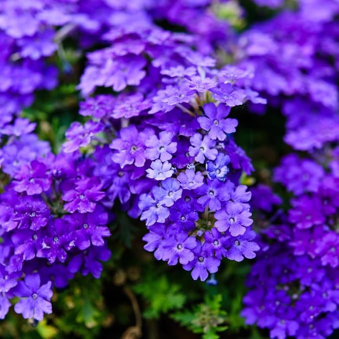 Verbena Live Plant, Trailing Verbena Plants for Planting Outdoor, Perennial Ground Cover Flowers 4 Inch Pot (Dark Purple)