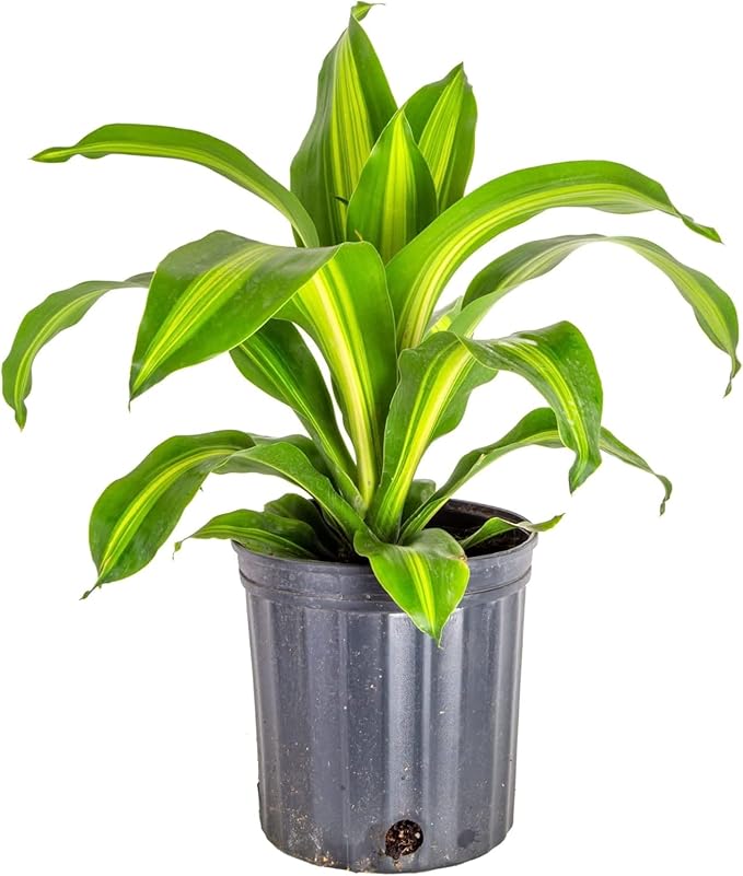 GARDENERA Premium Dracaena Potting Soil Mix - (4 Quart Bag)