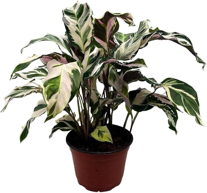 BubbleBlooms Calathea Stella in a 4 inch Pot Rare Variegated Prayer Plant, Cathedral Plant, Green and White