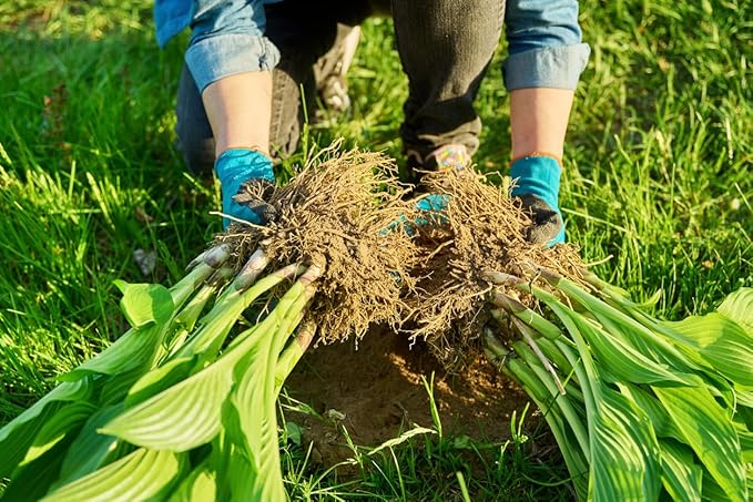 Captain Kirk Hosta - Shade Plant, 24-42" Tall, 42" Wide. Bold Green Leaves with Light Green Centers, Ideal for Low Light Areas, Low Maintenance. Also Good Indoor House Plants.