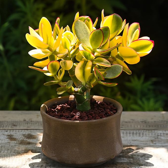 Golden Jade with White Stripe Pot, Live Crassula Ovata 'Hummel Sunset' Succulent, Rare Cute Plant, Home Office Décor