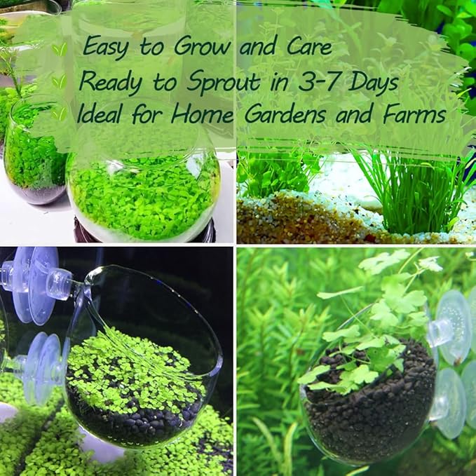Premium Aquarium Plant Seeds for Planting – 13,000+ Live Mixed Seeds, 8 Varieties – Easy-to-Grow Aquatic Greenery for Lush, Vibrant Fish Tanks