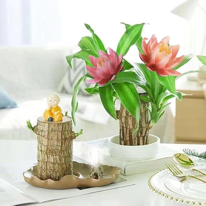 Brazilian Lucky Wood Kit with Monk, Grow Your Own Luck,Easy to Maintain Mini Brazil Woods for Indoor/Outdoor, Bedroom, Kitchen, Office Desk, Garden and Other Decorations (E)