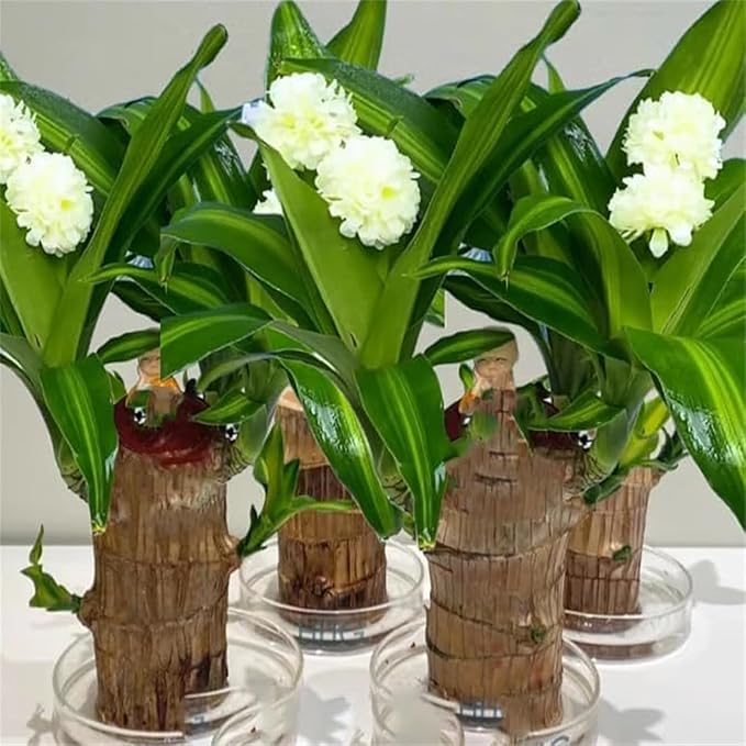 Brazilian Lucky Wood Plant Kit, Lucky Wood Doesn't Need to Wait to Sprout, Suitable for Home Office Desk Decor, Natural Air Cleaner (A)