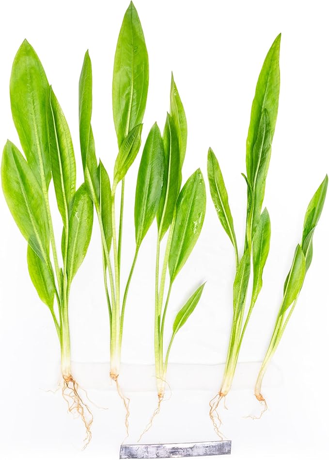 SubstrateSource Live Plant - Amazon Sword (Echinodorus Bleheri) - Beginner Friendly, Easy Care, Medium Light, Midground to Background Placement - Freshwater Aquarium Decoration - 1 Bunch (4-5 Plants)