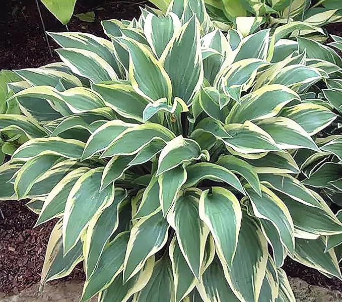 Captain Kirk Hosta - Shade Plant, 24-42" Tall, 42" Wide. Bold Green Leaves with Light Green Centers, Ideal for Low Light Areas, Low Maintenance. Also Good Indoor House Plants.