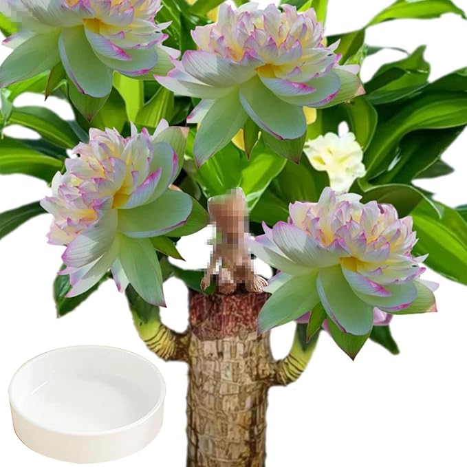 Brazilian Lucky Wood & Lucky Growth Kit,Grow Your Own Luck,Mini Sculpture Art,Good Luck Offices, Kitchens, Living Rooms, Home Decorations (C)