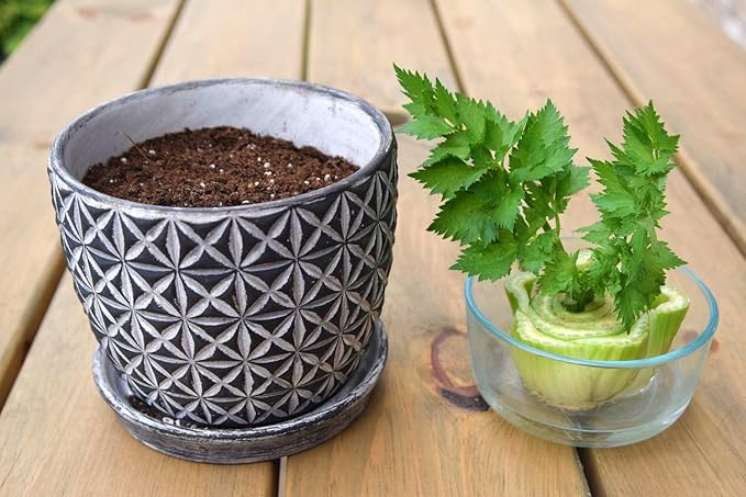 GARDENERA Premium Celery Potting Soil Mix - Optimal Nutrient-Rich Blend for Thriving and Crisp Celery Plants - 1 Quart