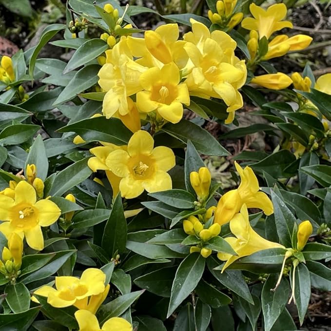 2 Jasmine Plants Live, Jasmine Flower Plant, 5 Inc Long, Annual Blooming Climbing Vine (Yellow)