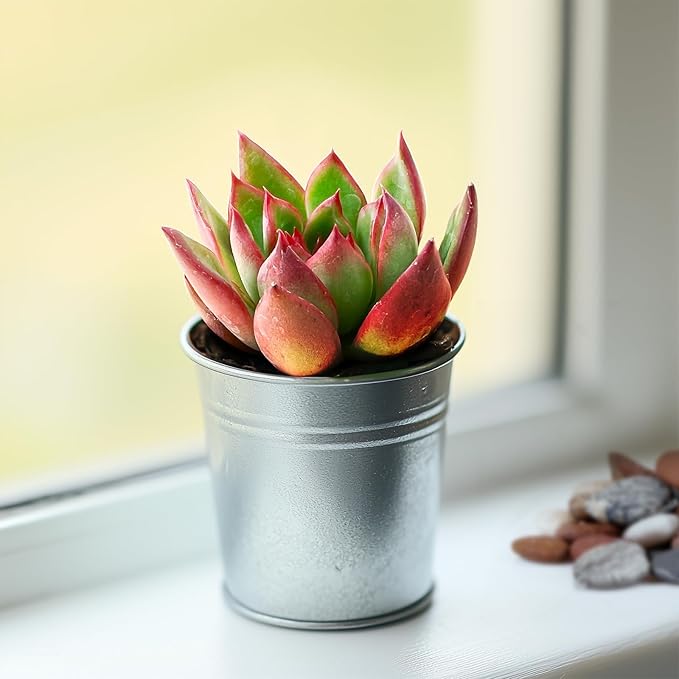2" Live Succulent 'E. Agavoides Horse', Rare Succulent Plants Fully Rooted in Pots, Unique House Plant for DIY, Party Favor, Home Office Decoration
