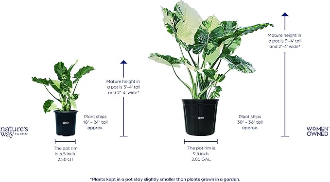 Nature's Way Farms, Alocasia Dawn Variegated, Rare Plant Collection, Live Plant (18-24 in. Tall) in Grower Pot