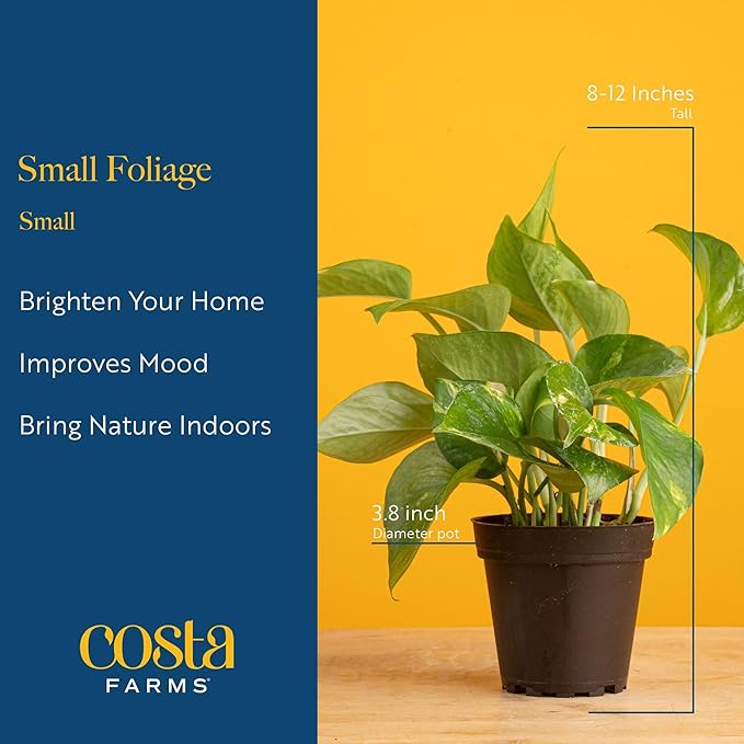 Costa Farms Live Plants (Pack of 4), Easy to Grow Live Indoor Houseplants in 3.8-Inch Plant Pots, Hand-Selected Varieties, Home and Room Decor, 8-10 Inches Tall