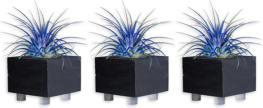 Air Plants - Tillandsia Ionantha - Organically Enhanced Color - Live Arrival Guaranteed - House Plants for Home Decor & Gift (Blue_Bell_3pk+Black_Planters)