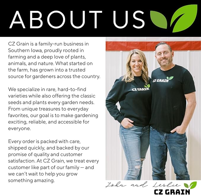 Purple Allium Bulbs for Planting - Easy to Grow Perennial Flowers, Top Size Bulbs, Large Spherical Blooms (5 Bulbs)