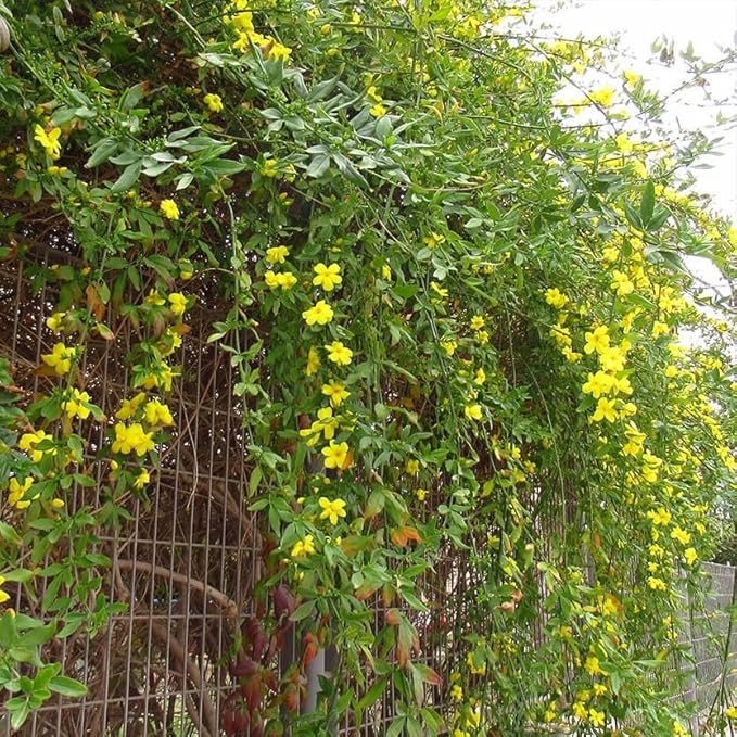 Primrose Jasmine (Jasminum Mesnyi) Live Plant - Fragrant Yellow Blooms. Japanese, Chinese, Asian. Indoor, Outdoor Shrub (4 prim jas Cups)