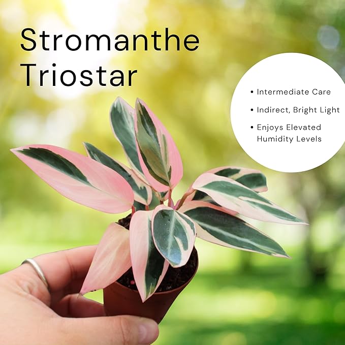 CoollectivePlants Stromanthe Triostar – 2 Live Plants in 2″ Growers Pot | Stromanthe Triostar Live Plant - Easy Care Low Maintenance Indoor Houseplants