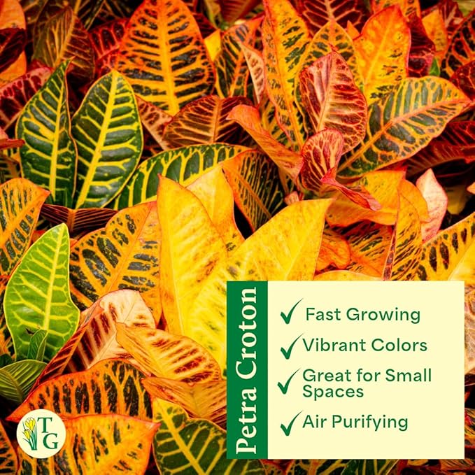 Thorsen's Greenhouse Live Petra Croton Plant, Codiaeum Variegatum, Colorful Foliage, Live Indoor Houselant (Copper, 4-inch Pot)